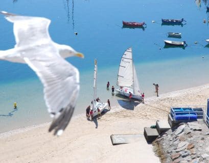 oiseau mediterraneen