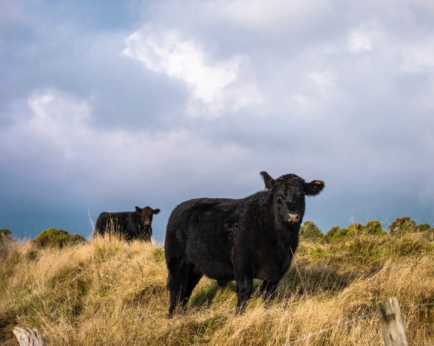 meilleure race boeuf monde