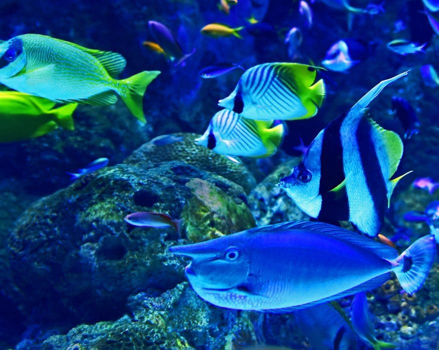 poisson mer mediterranee