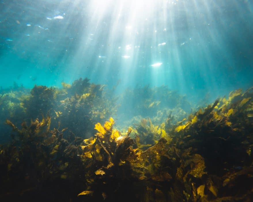 algues de mer mediterranee
