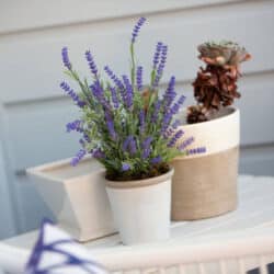 Lavande en pot - Entretien et décoration intérieure lavande pot entretien
