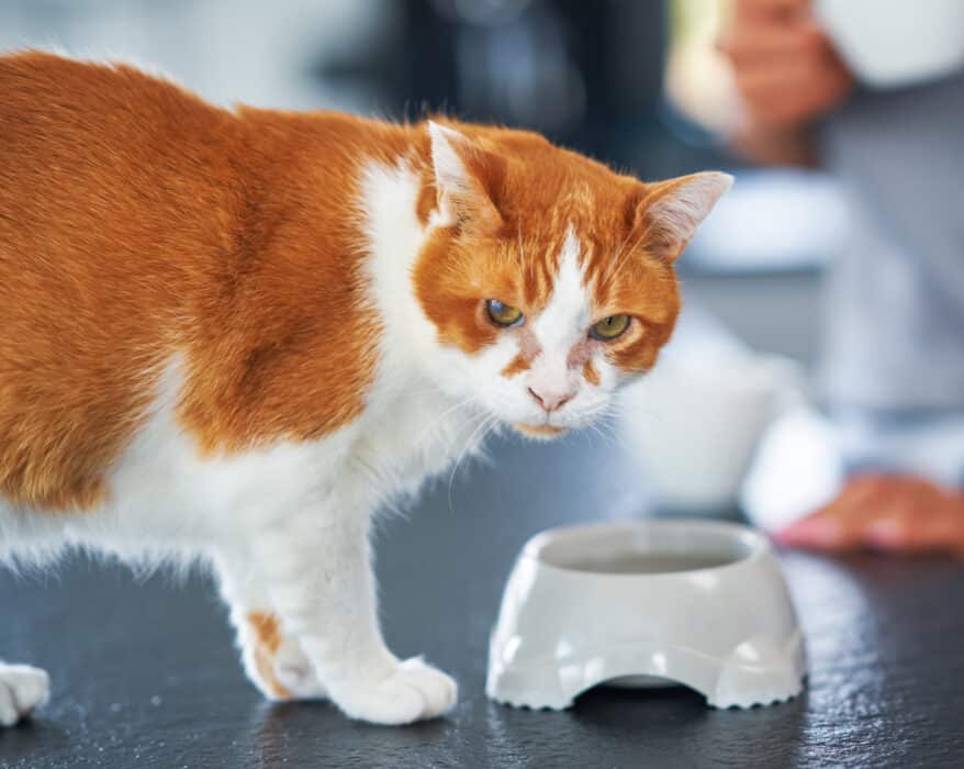 Chat qui va manger des croquettes Caats