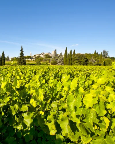 Vignoble dans le Sud de la France