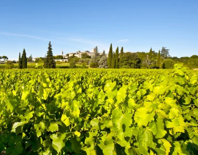 Vignoble dans le Sud de la France